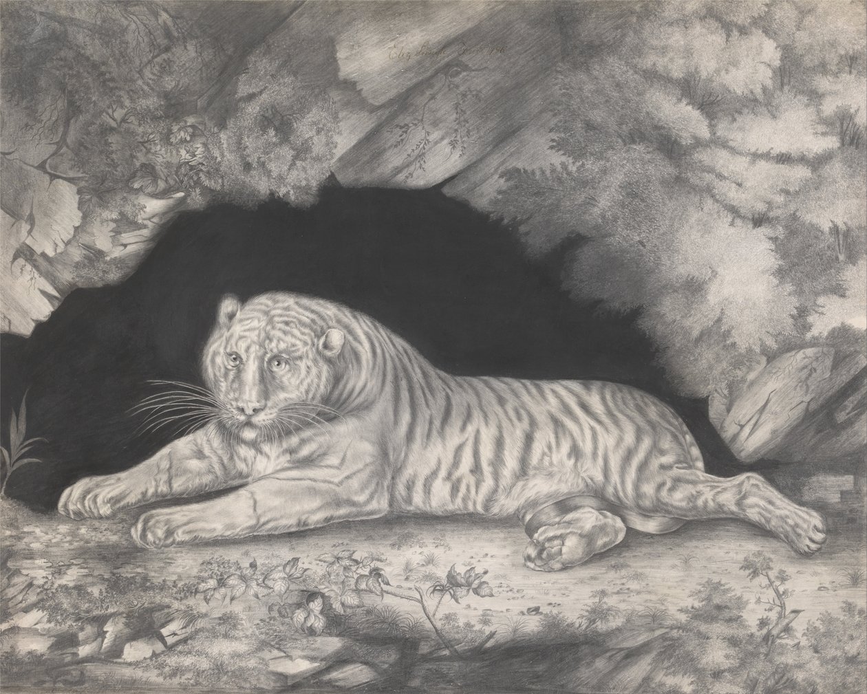 A Tiger Lying in the Entrance of a Cave by Elizabeth Pringle