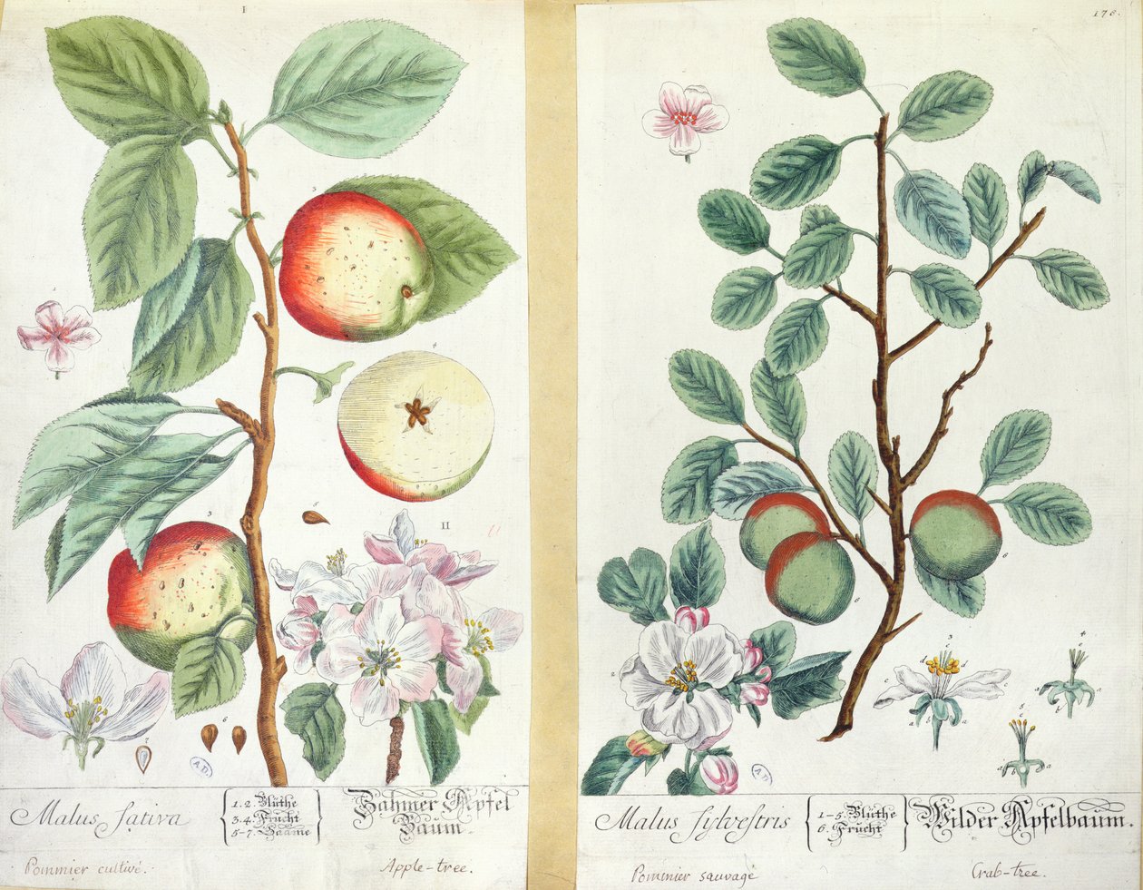 Apples, Malus Sativa and Malus Sylvestris, from 