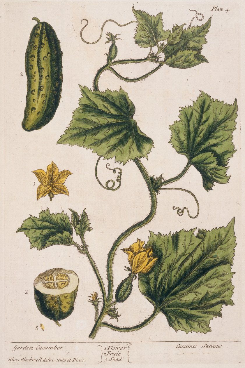 Garden Cucumber, Plate 4 from 