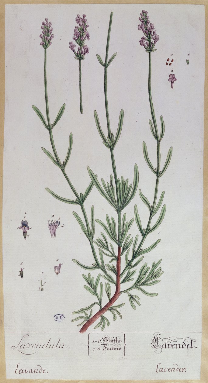 Lavender, plate from 