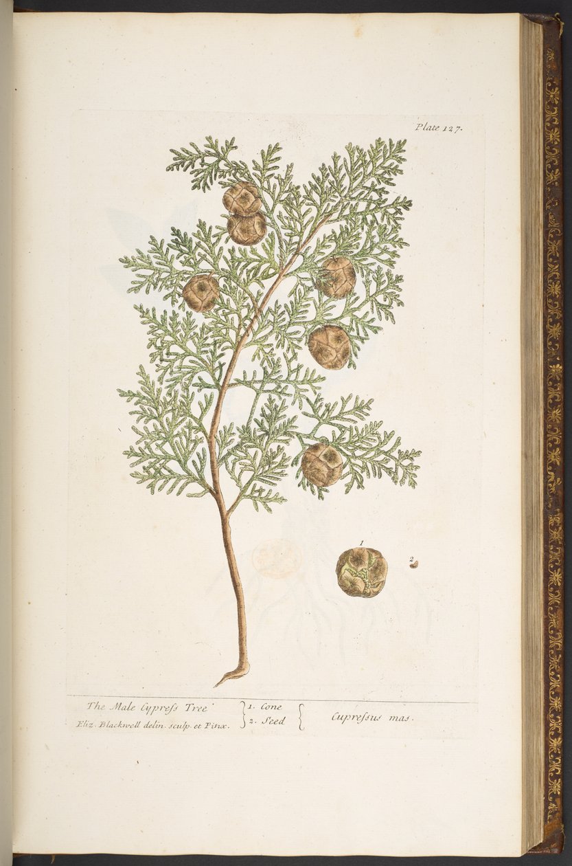 Plate 127, from 