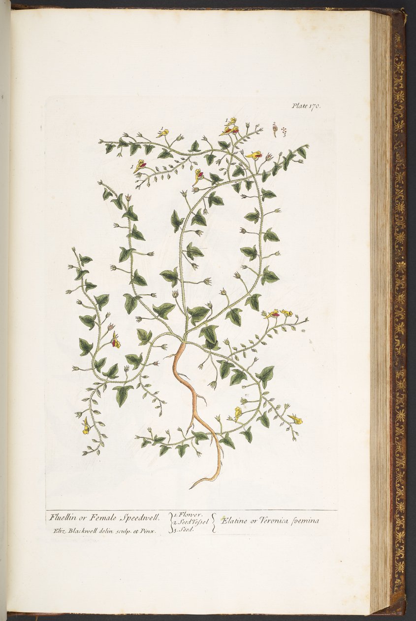 Plate 170, from 