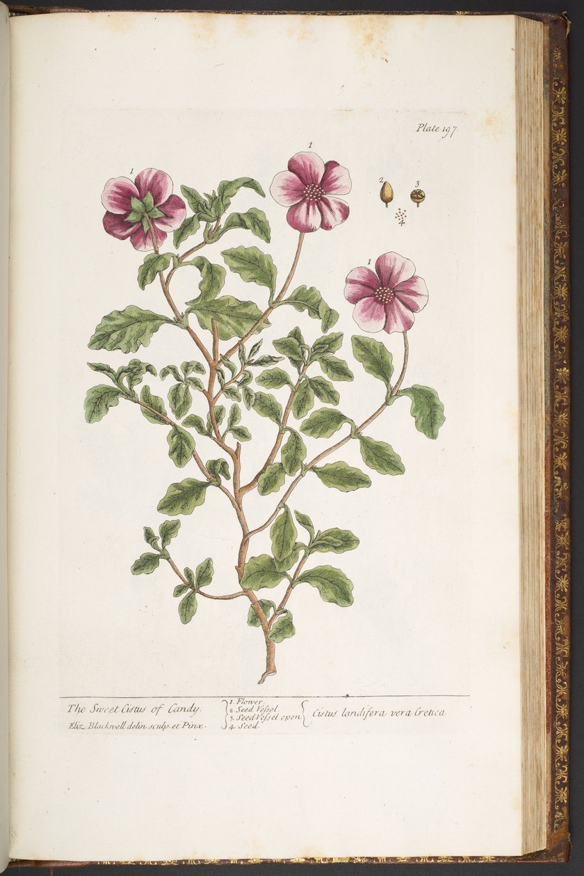 Plate 197, from 