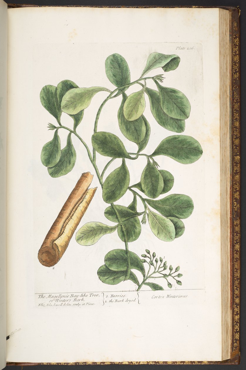 Plate 206, from 