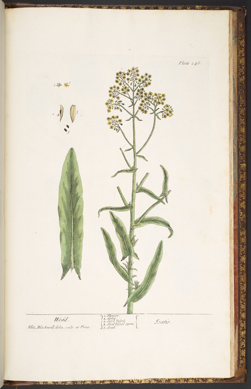 Plate 246, Wodd, from 