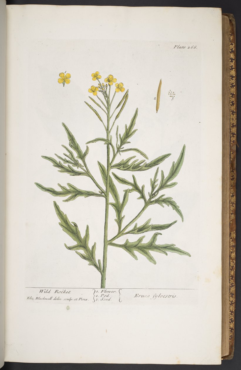 Plate 266, from 