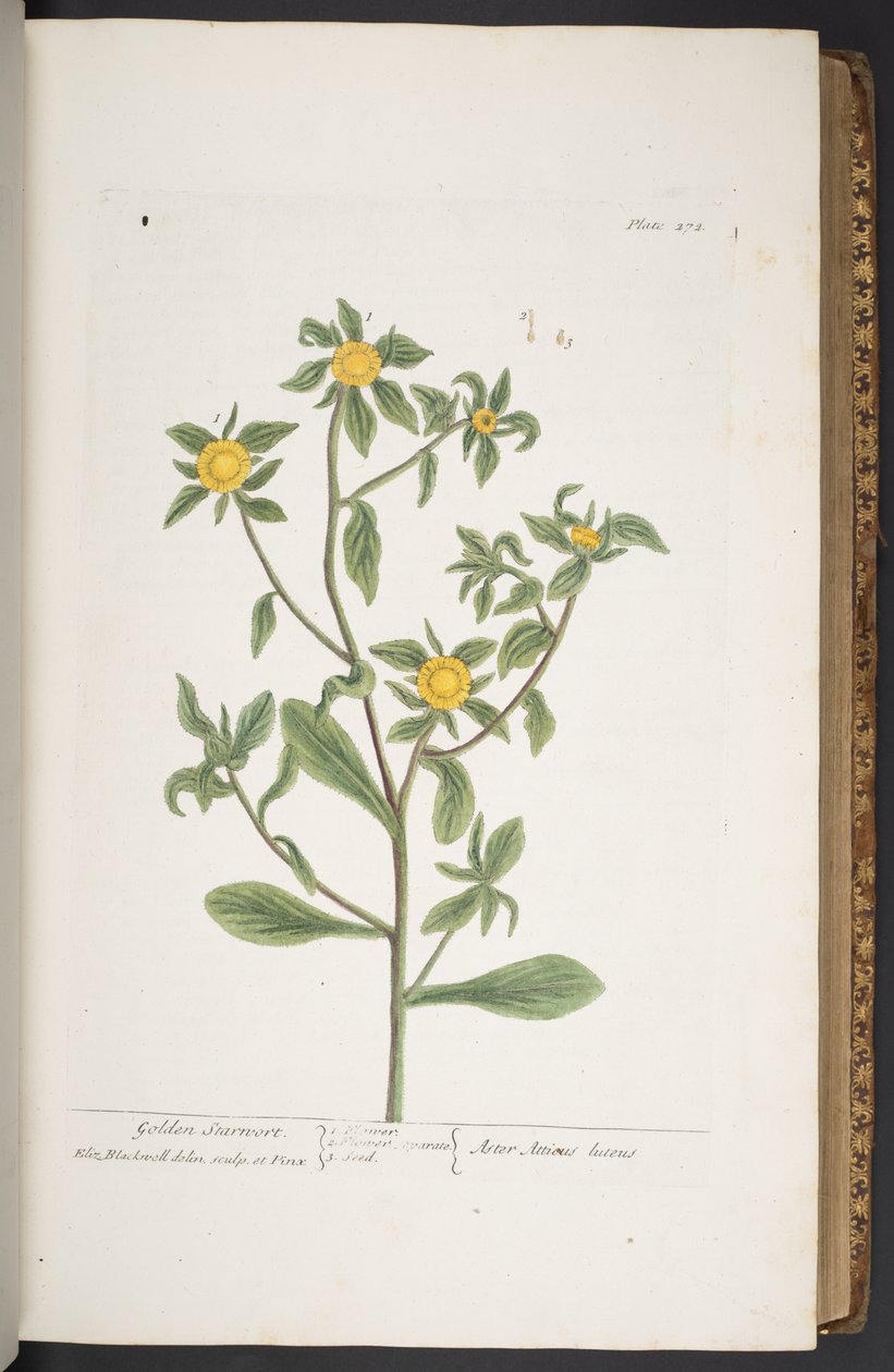 Plate 272, from 