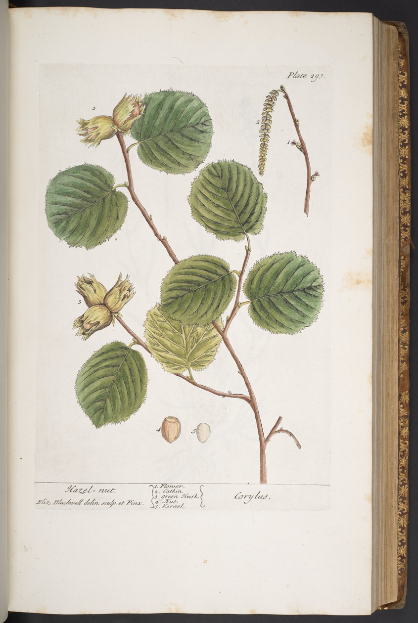 Plate 293, from 