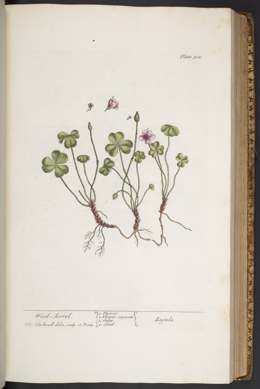 Plate 308, from 