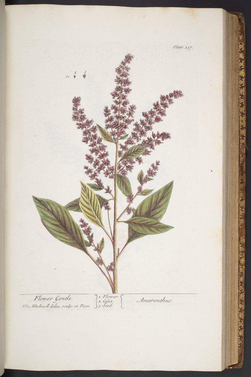 Plate 317, Flower Gentle, or Amaranthus, from 