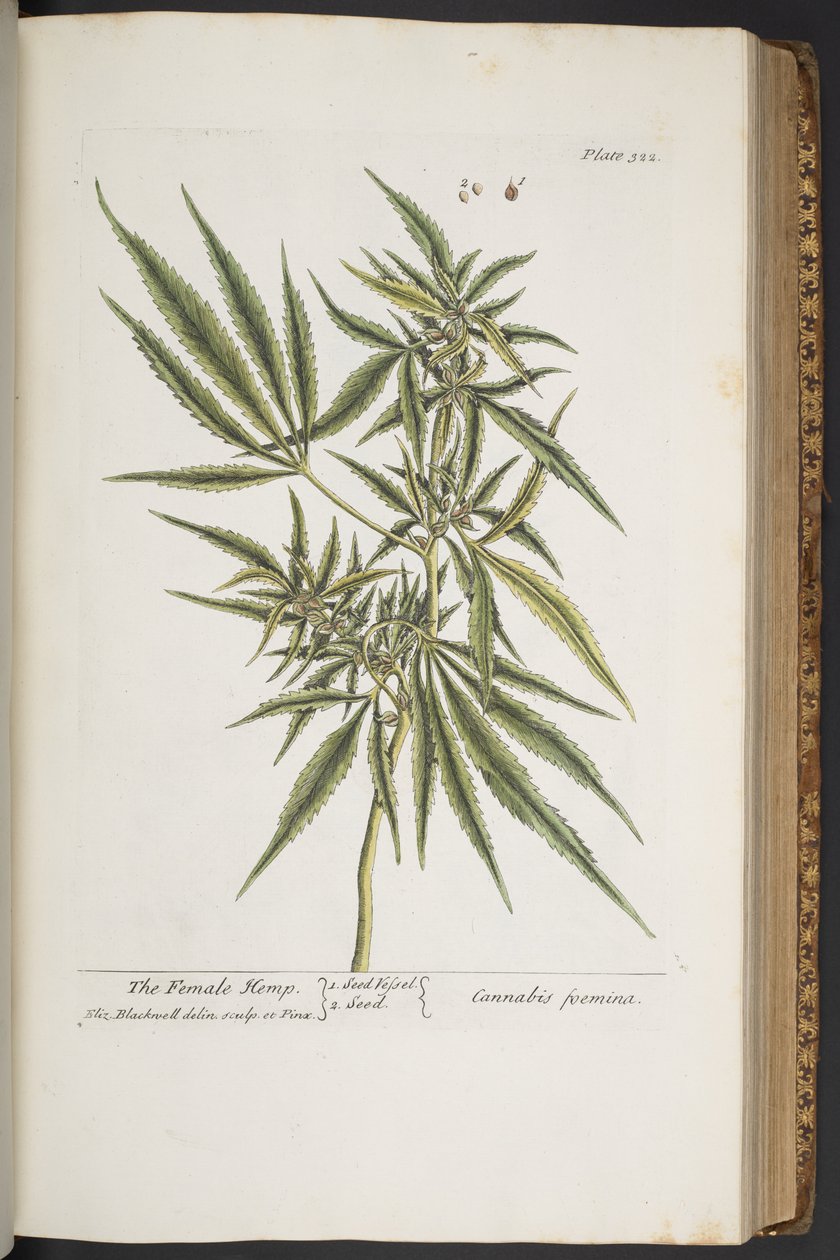 Plate 322, The Female Hemp, from 