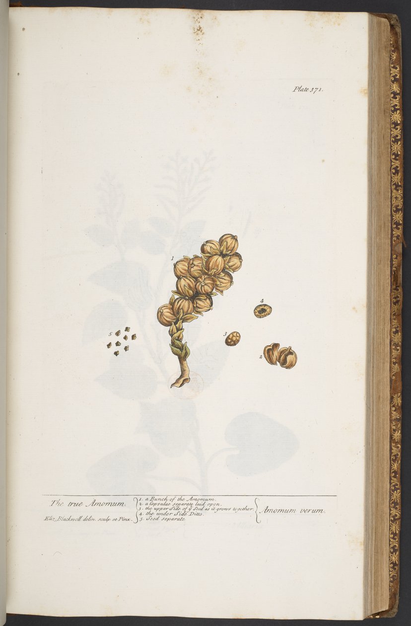 Plate 371, from 