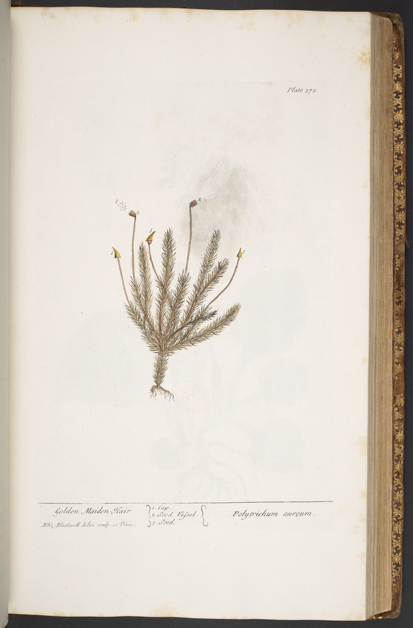Plate 375, from 