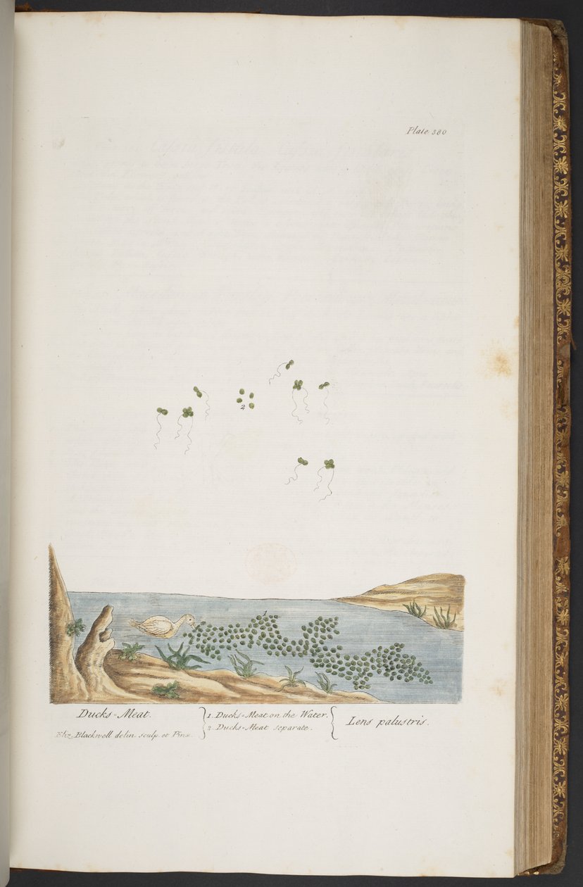 Plate 380, from 