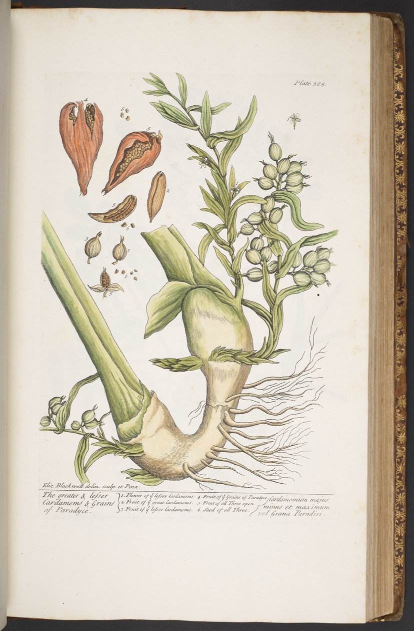 Plate 385, from 
