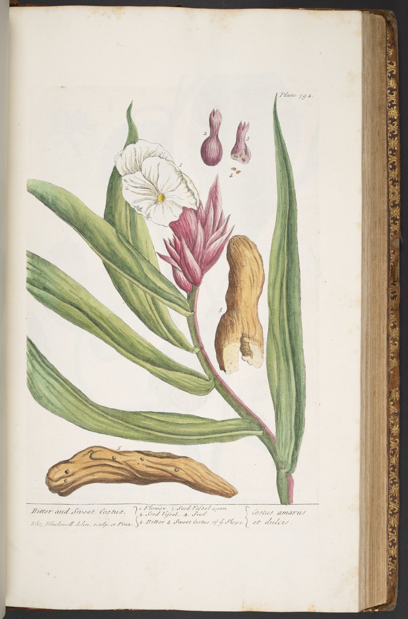 Plate 394, from 