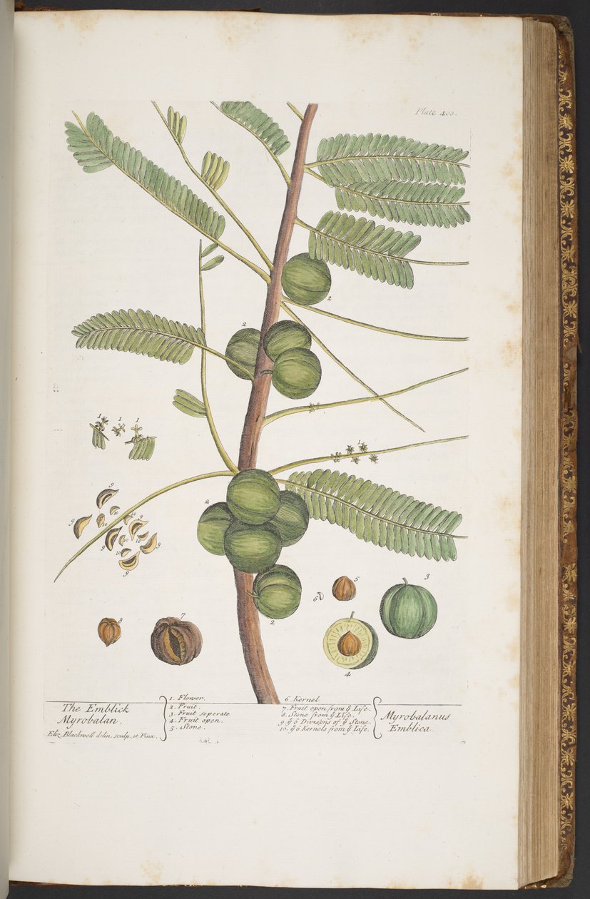 Plate 400, from 
