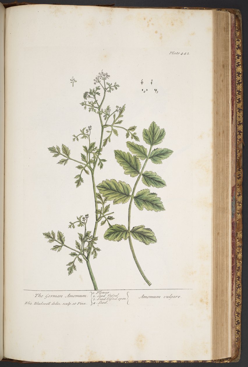 Plate 442, from 