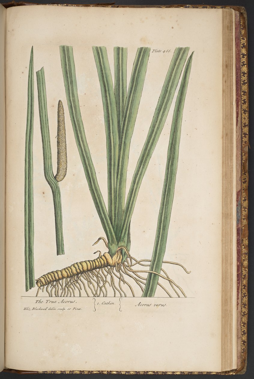 Plate 466, from A Curious Herbal by Elizabeth Blackwell
