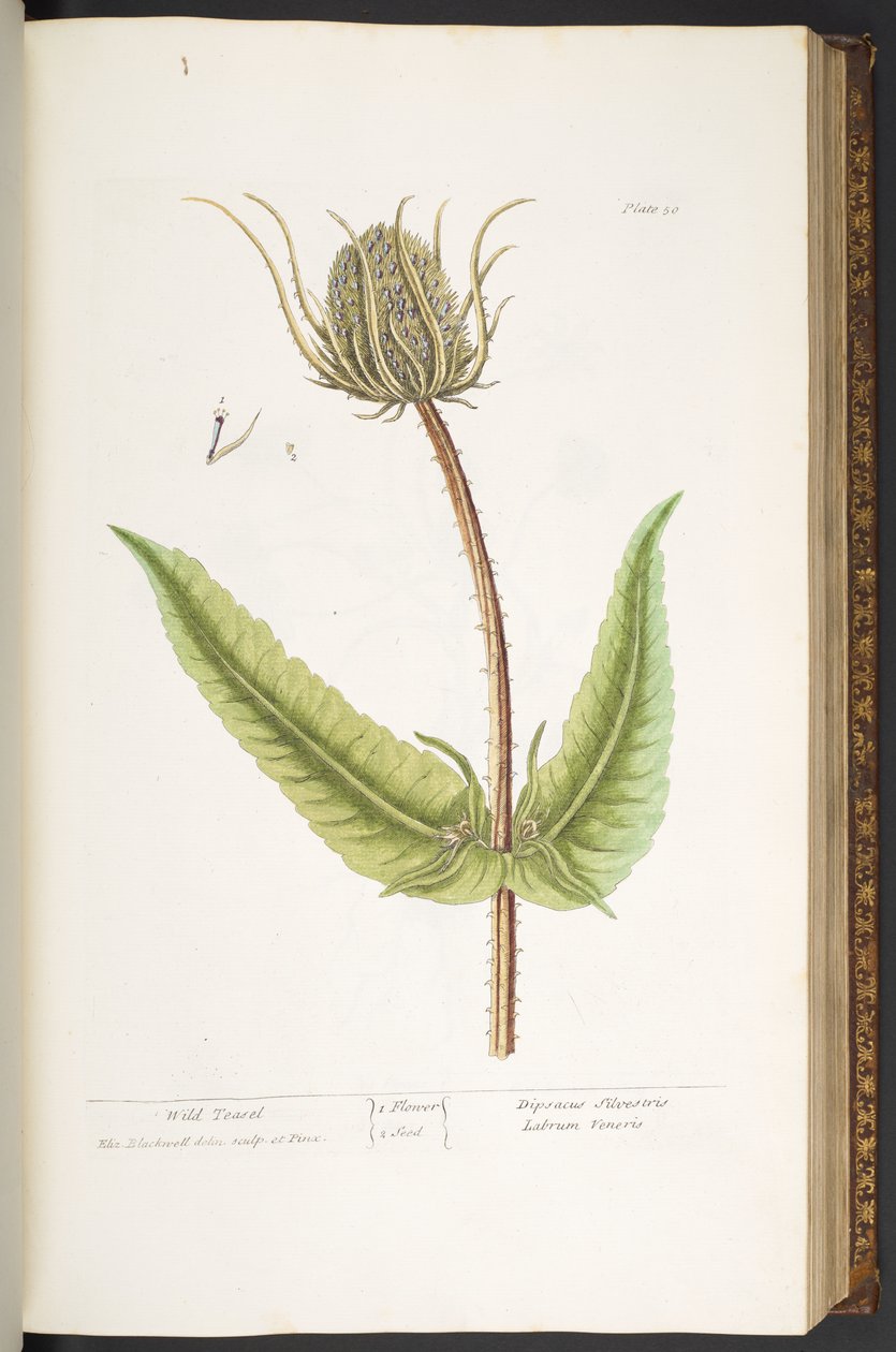 Plate 50, Wild Teasel, from 