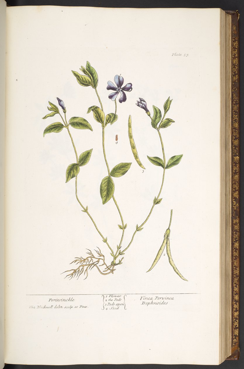 Plate 59, Periwinkle, from 