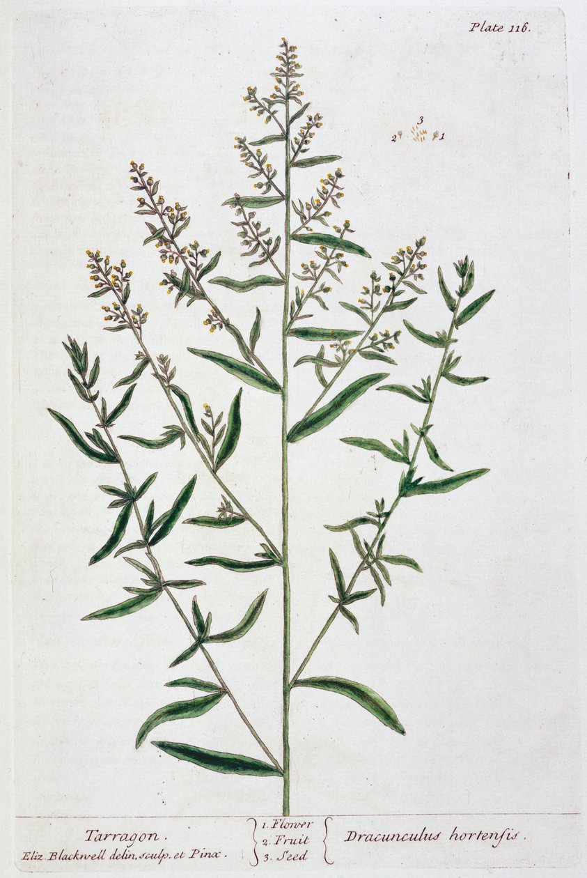 Tarragon by Elizabeth Blackwell