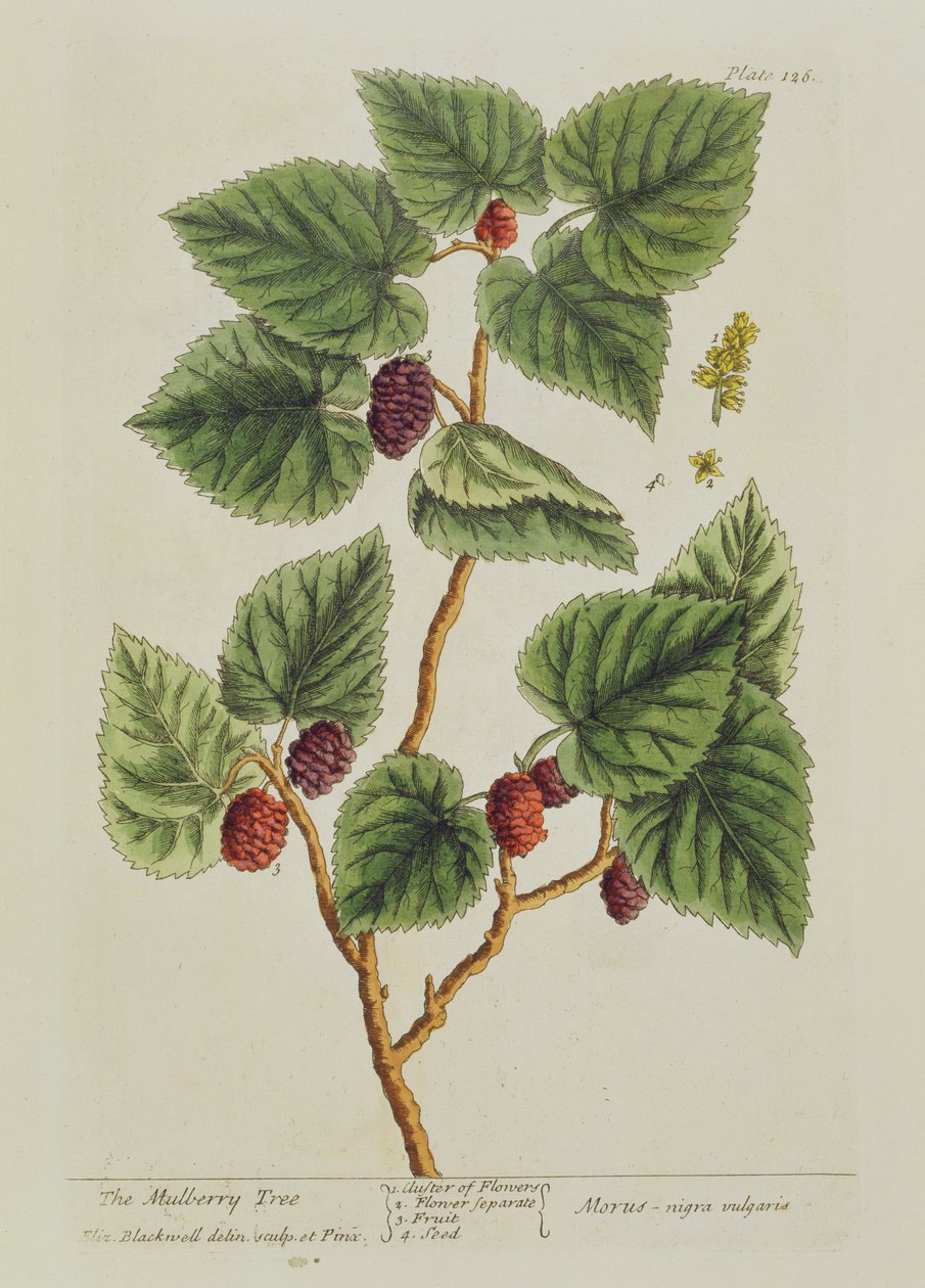 The Mulberry Tree, plate 126 from 