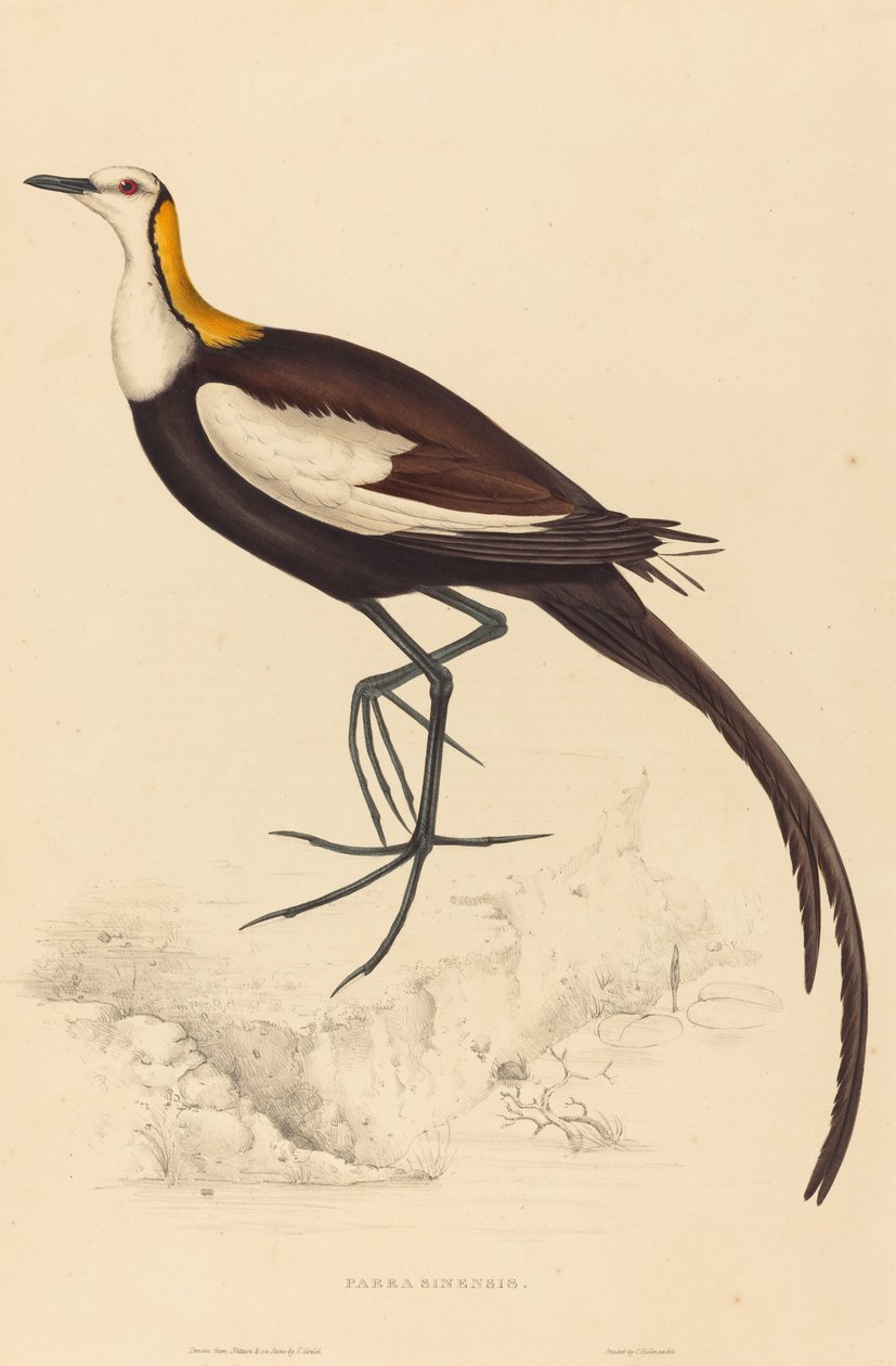 Pheasant-Tailed Jacana by Elizabeth Gould