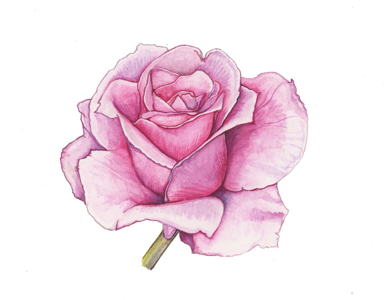 Pink Rose, 2012 by Elizabeth Rider