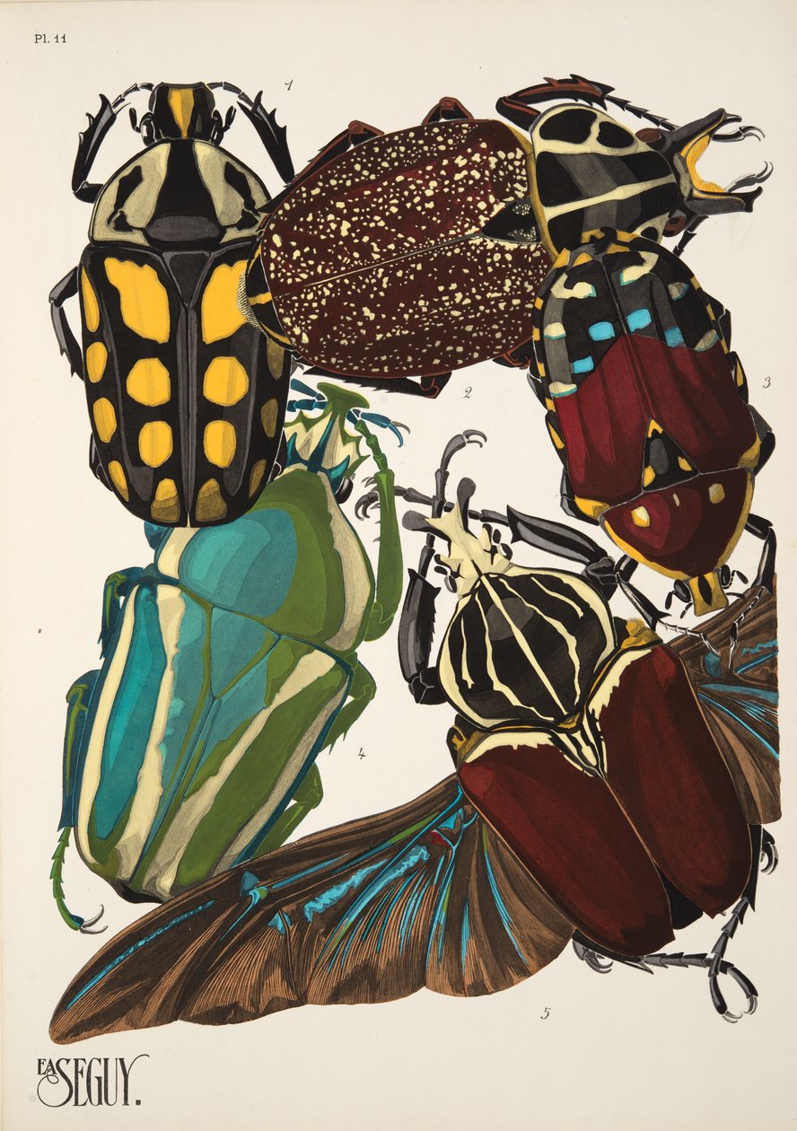 Plate 11 from Insectes, pub. 1930