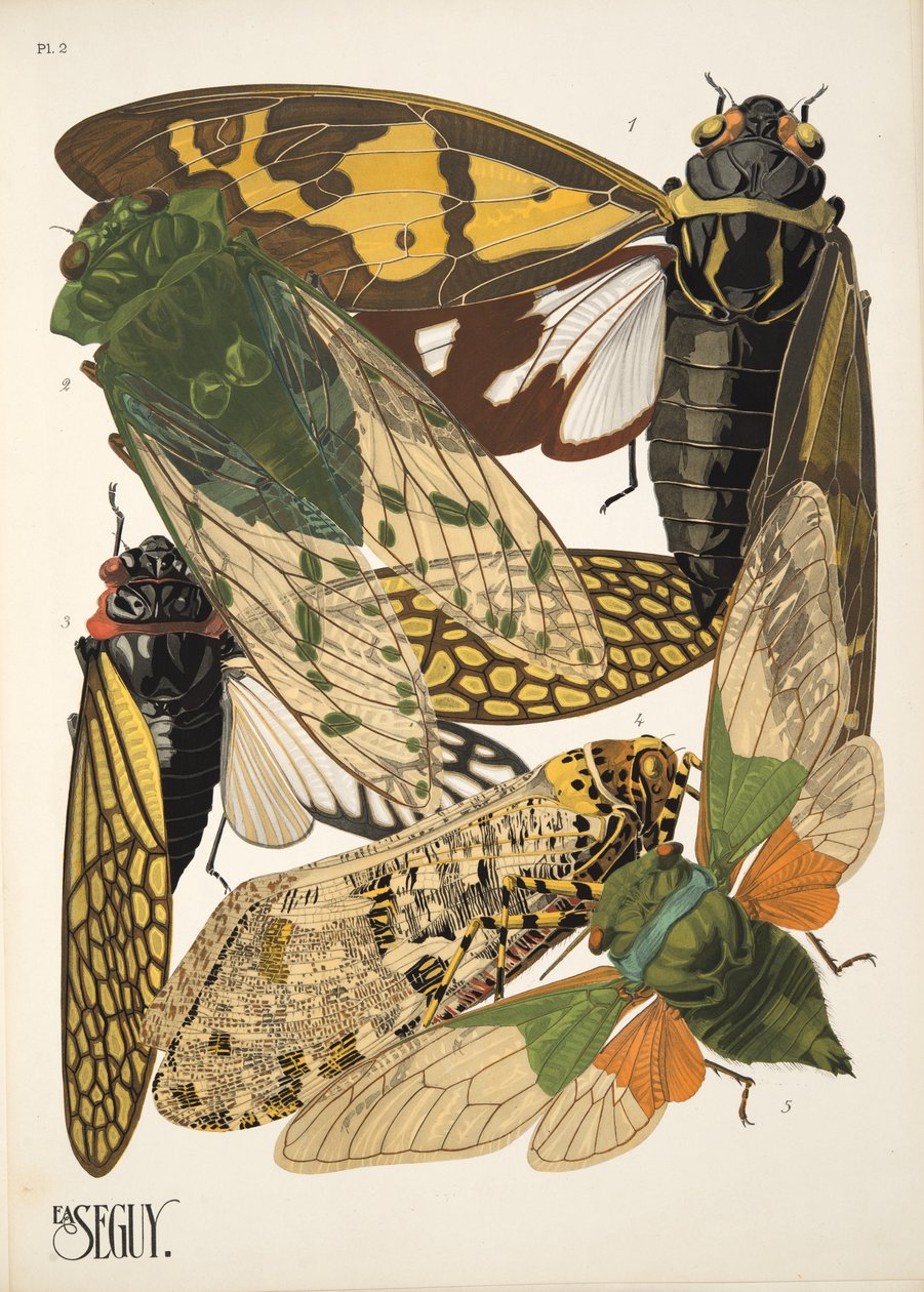 Plate 2 from Insectes, pub. 1930