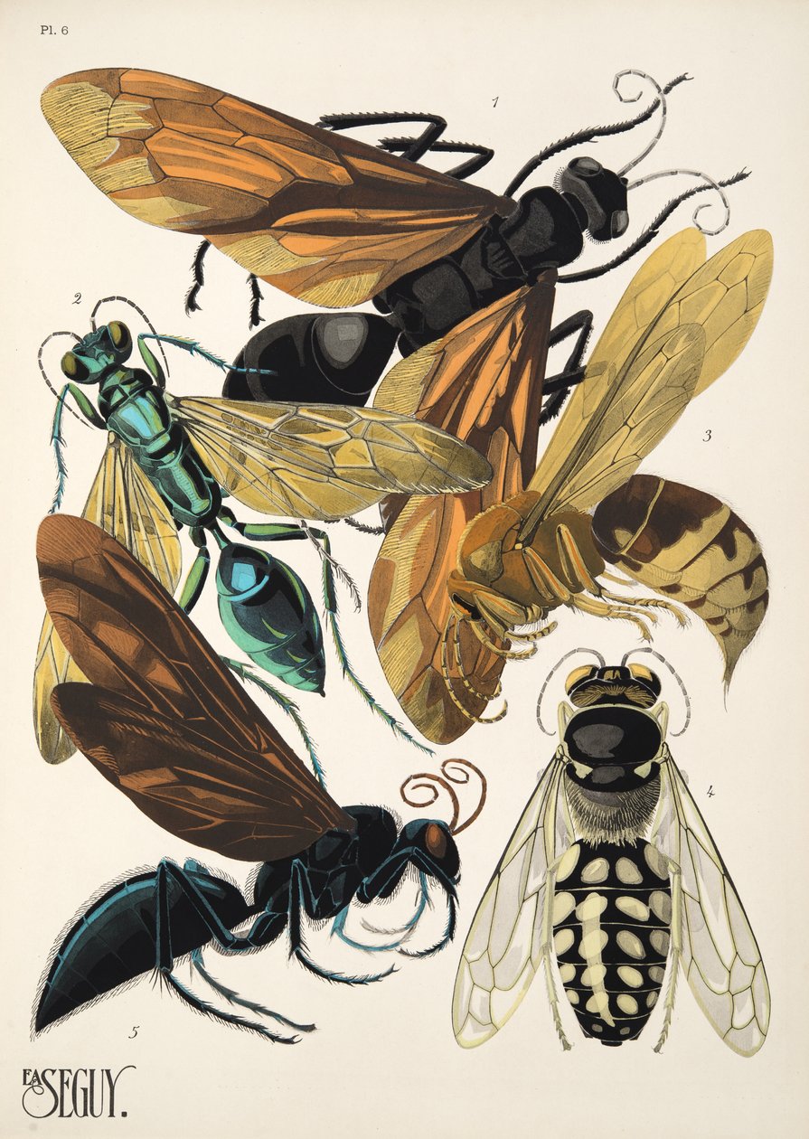 Plate 6 from Insects, pub. 1930