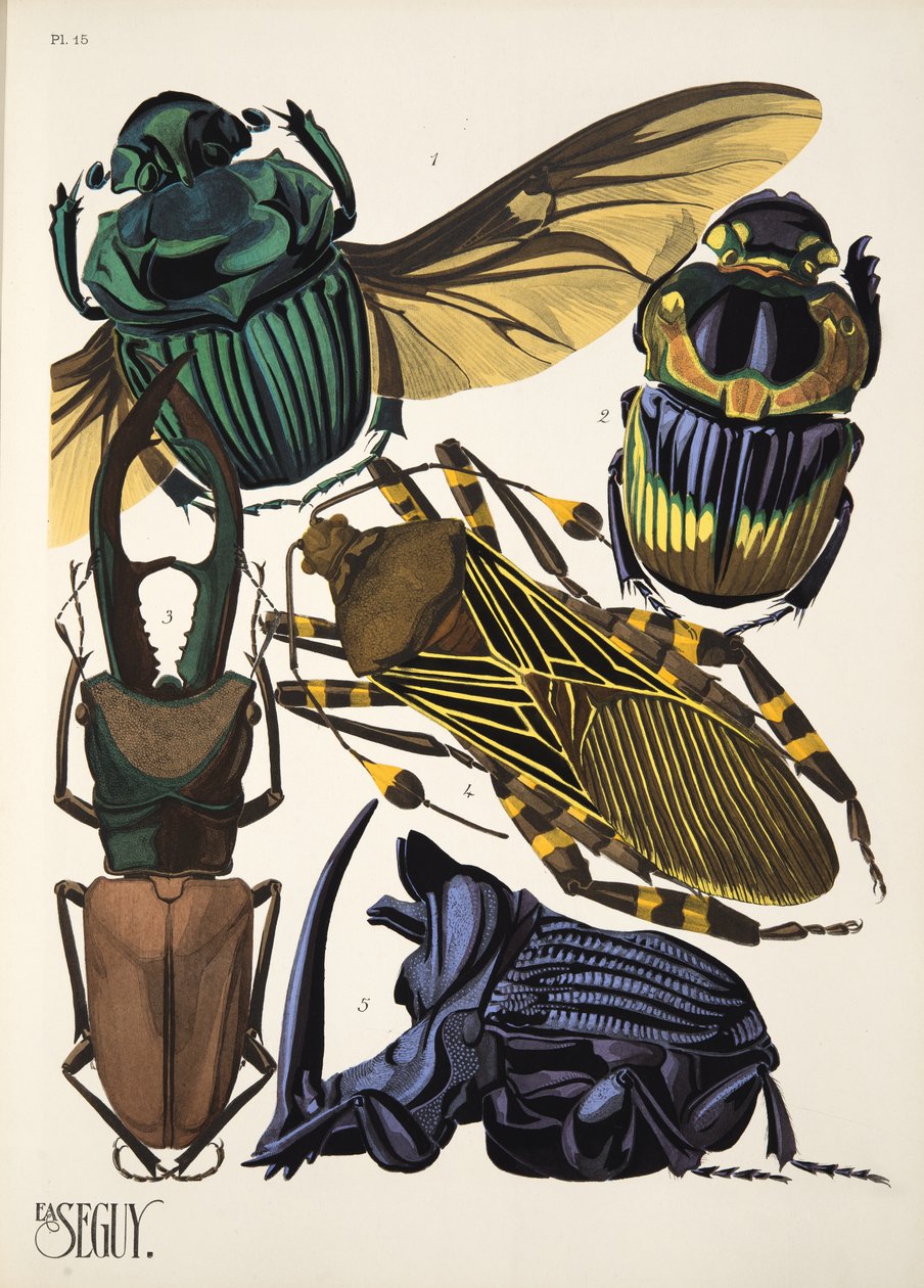 Plate 15 from Insectes, pub. 1930