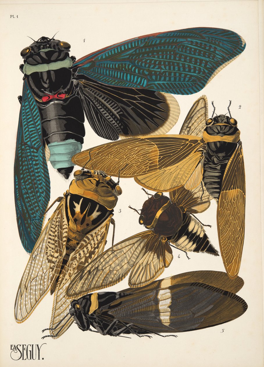 Plate 1 from Insectes, pub. 1930