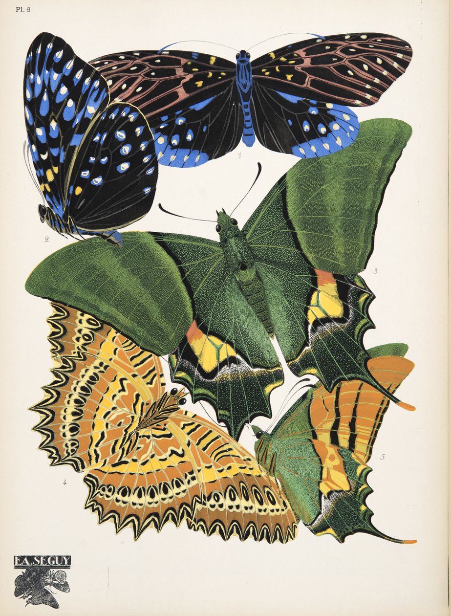 Plate 6, from Butterflies, pub. 1925 by Émile Allain Séguy