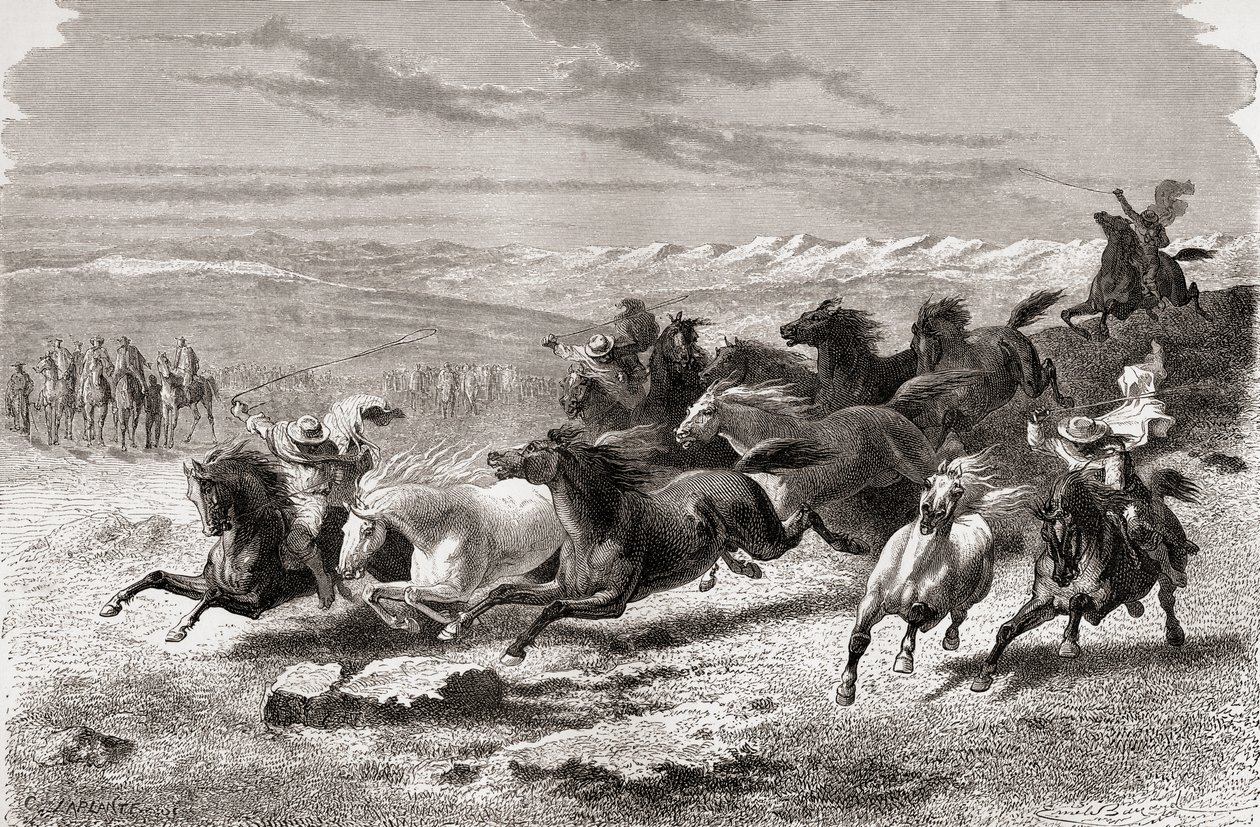 Argentinian gauchos rounding up wild horses, illustration from 