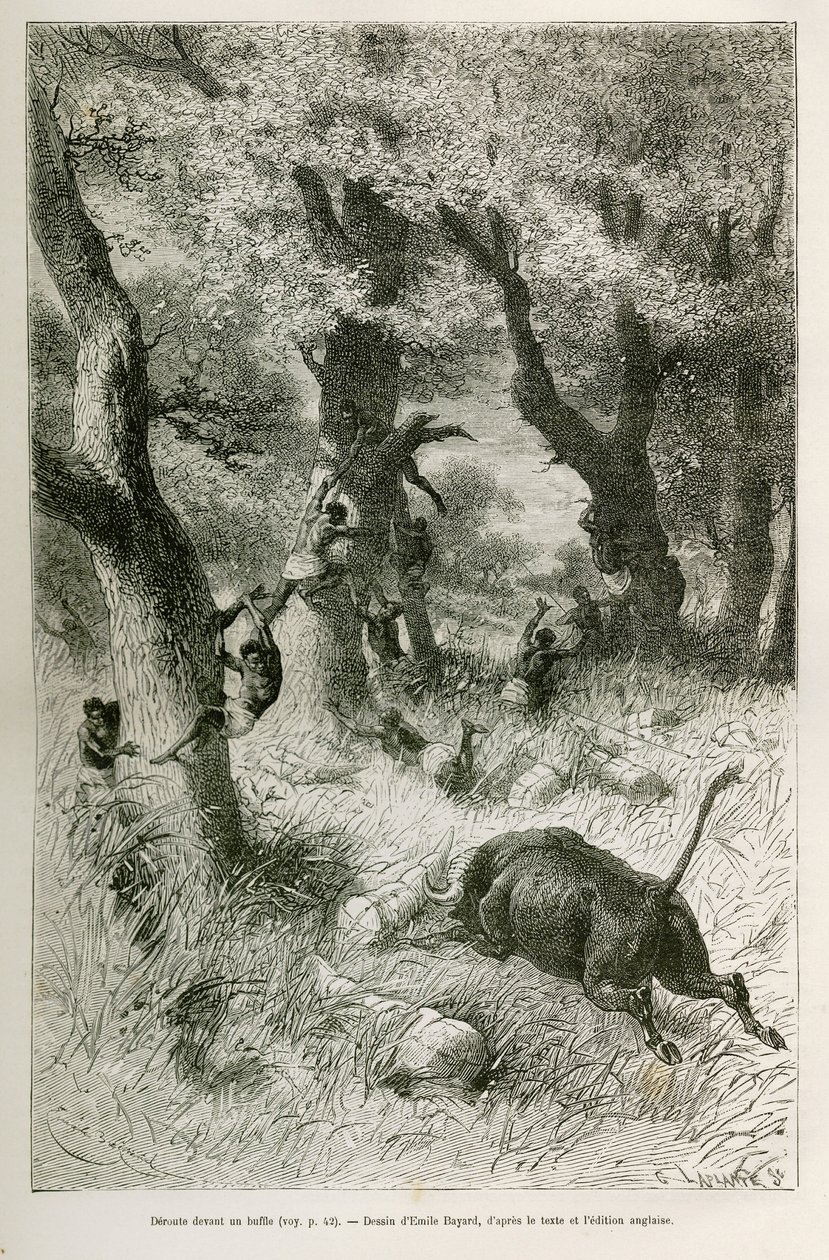Rout of the Expedition in Front of the Charge of a Buffalo, Drawing by Emile Bayard, to Illustrate the Story: Across Africa, from Zanzibar (Tanzania) to Benguela (Angola), from 1872 to 1876, by Lieutenant V.H.Cameron. Engraving in 