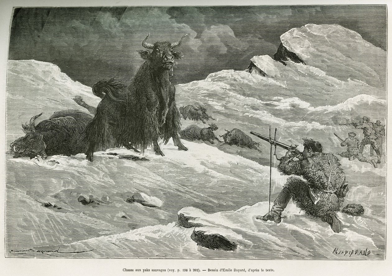 Wild yak hunting scene (Drawing by Emile Bayard) by Emile Antoine Bayard