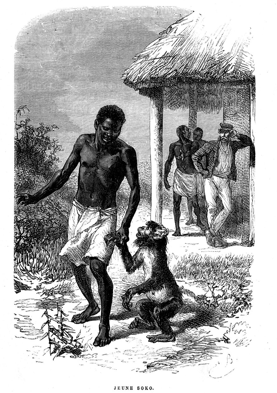 Young Soko monkey in Africa. Engraving by Emile Bayard (1837-1891) illustrating the last stories of explorer David Livingstone by Emile Antoine Bayard