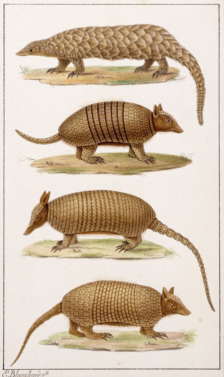 A Giant Anteater and Three Types of Armadillo by Emile Theophile Blanchard