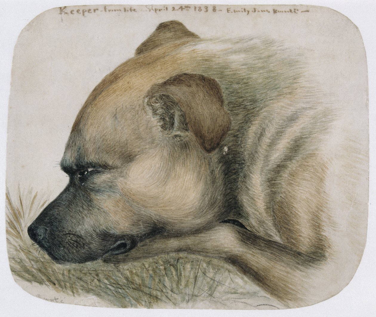 Keeper - from life by Emily Bronte