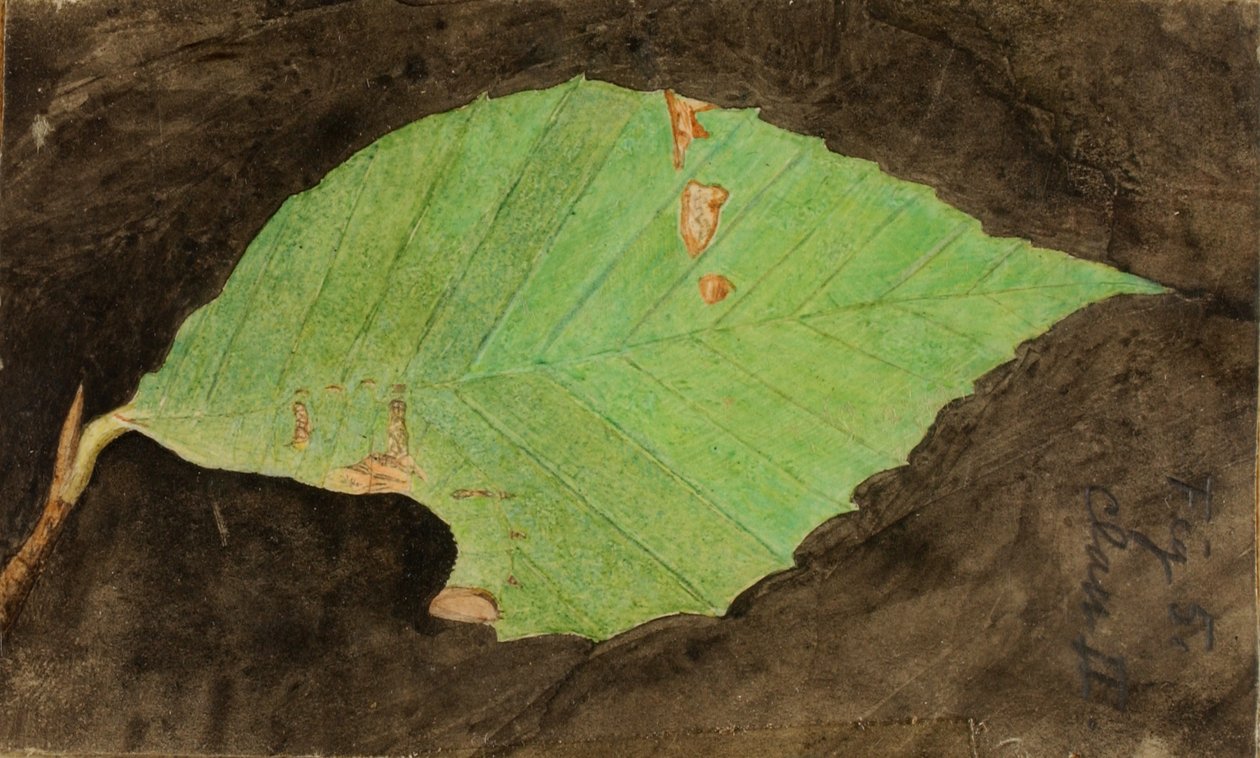 Smaller Spotted Beach Leaf Edge Caterpillar, late 19th-early 20th century by Emma Beach Thayer