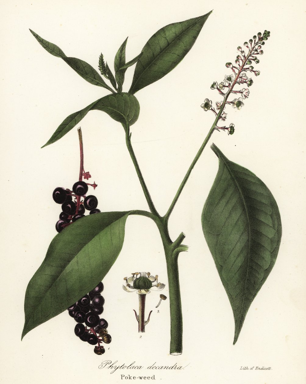 Pokeweed, Phytolacca americana (Phytolaca decandra) by Endicott Endicott