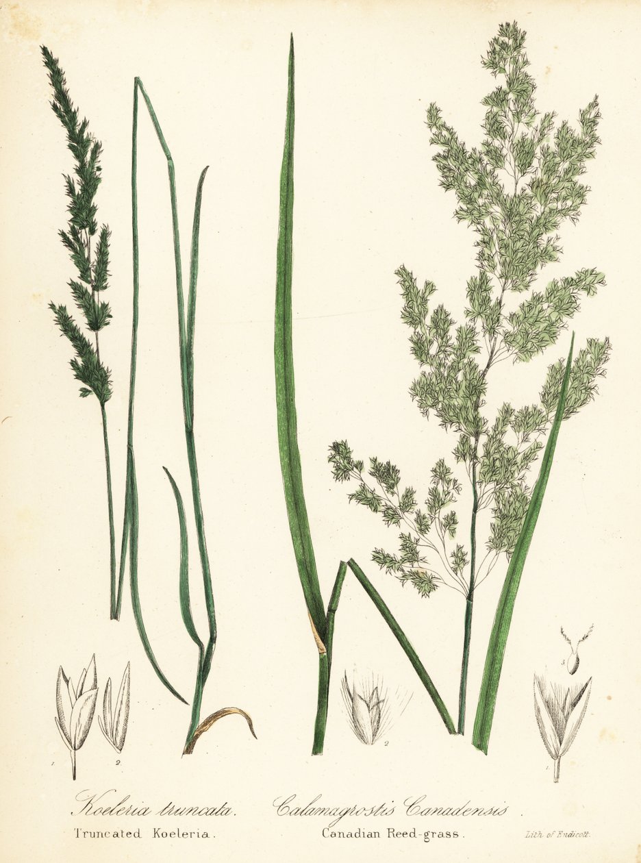 Prairie Wedgescale, Sphenopholis obtusata, and Canadian Reed-Grass, Calamagrostis canadensis by Endicott Endicott