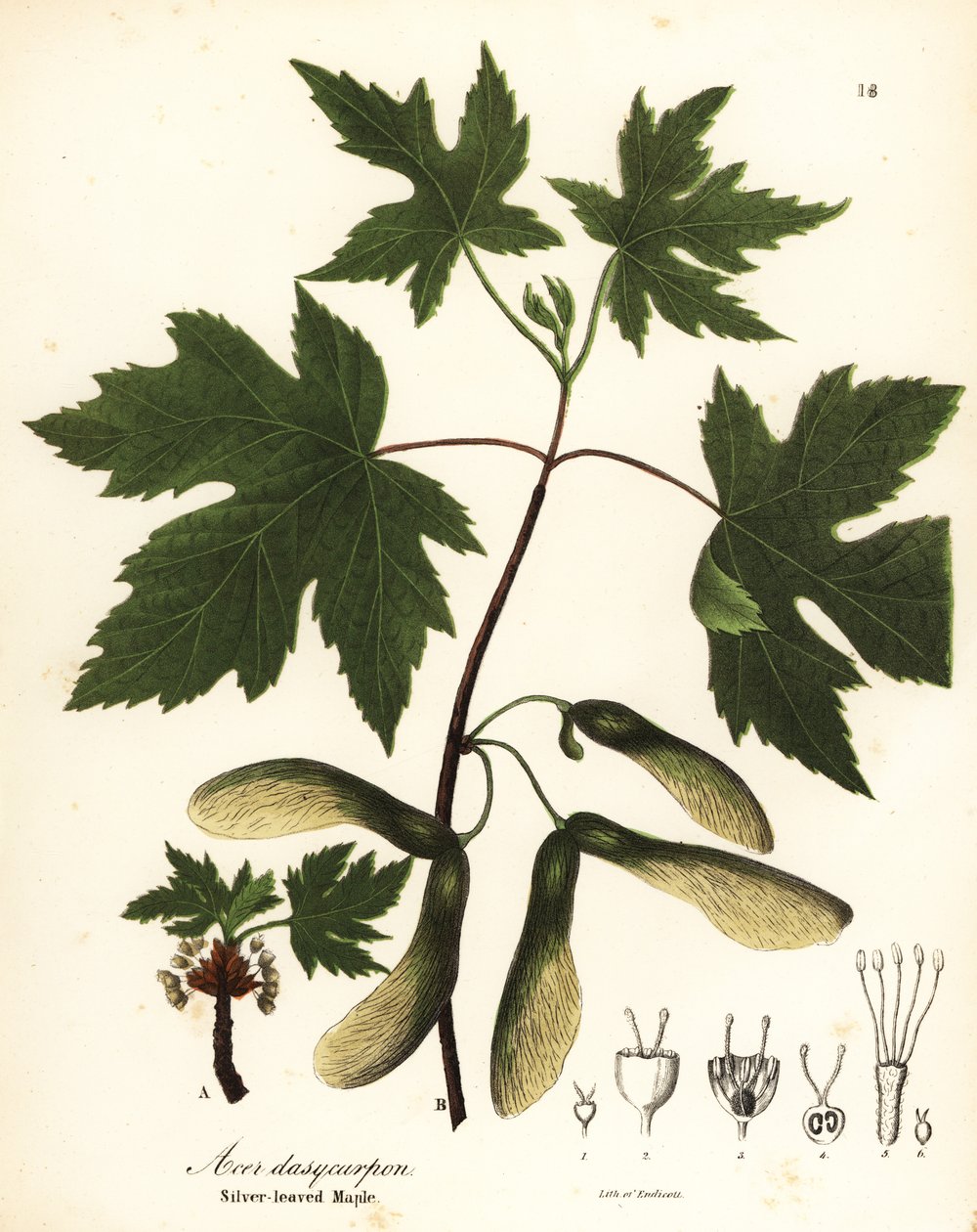 Silver maple, Acer saccharinum (Silver-leaved maple, Acer dasycarpum) by Endicott Endicott