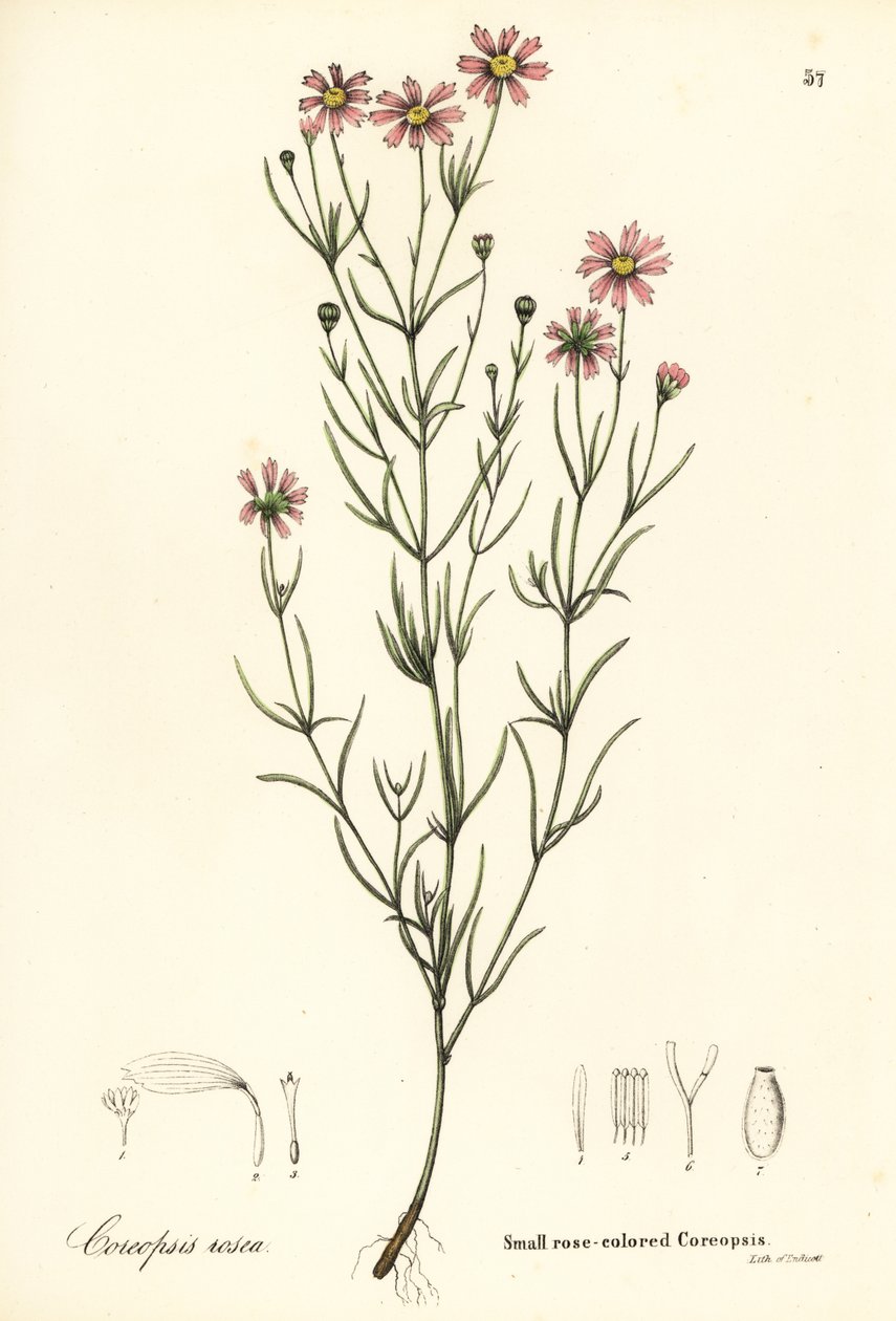 Small rose-coloured coreopsis by Endicott Endicott