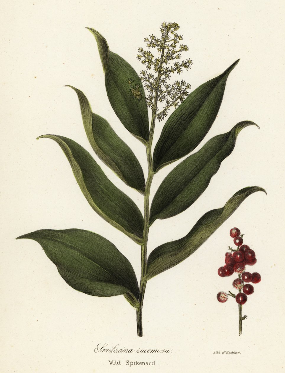 Treacleberry, Maianthemum racemosum by Endicott Endicott
