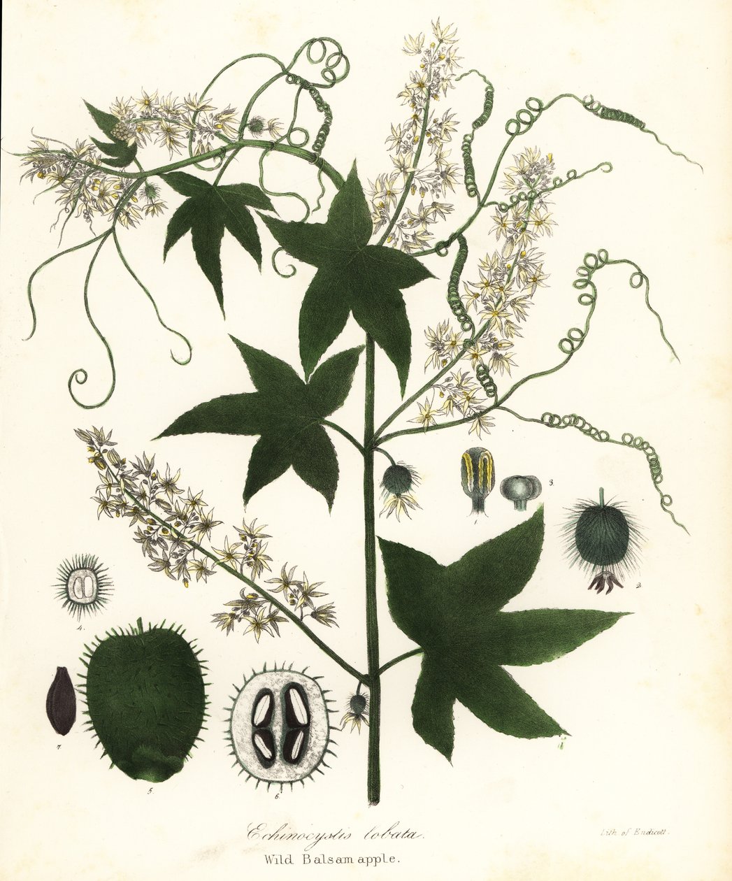 Wild cucumber, prickly cucumber, bur cucumber or wild Balsam apple, Echinocystis lobata by Endicott Endicott