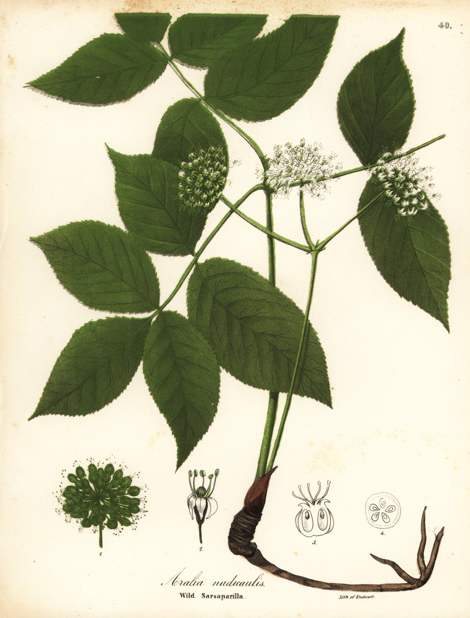 Wild sarsaparilla, Aralia nudicaulis by Endicott Endicott