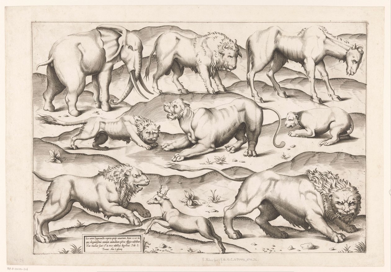 Nine Wild Animals by Enea Vico (attributed to)